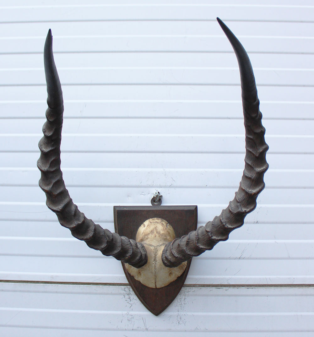 Antieke schedel IMPALA ANTILOPE  - rond 1900 - op houten schild