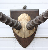 Antieke schedel IMPALA ANTILOPE  - rond 1900 - op houten schild