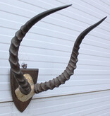 Antieke schedel IMPALA ANTILOPE  - rond 1900 - op houten schild