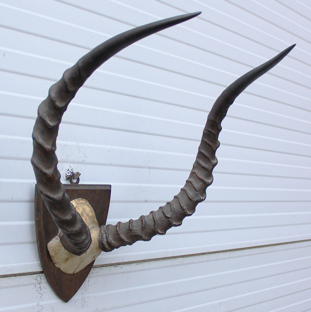 Antieke schedel IMPALA ANTILOPE  - rond 1900 - op houten schild
