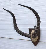 Antieke schedel IMPALA ANTILOPE  - rond 1900 - op houten schild