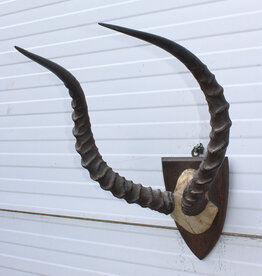Antieke schedel IMPALA ANTILOPE  - rond 1900 - op schild - ref.  J
