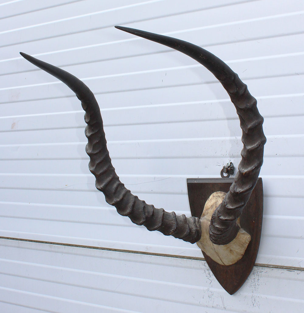 Antieke schedel IMPALA ANTILOPE  - rond 1900 - op houten schild