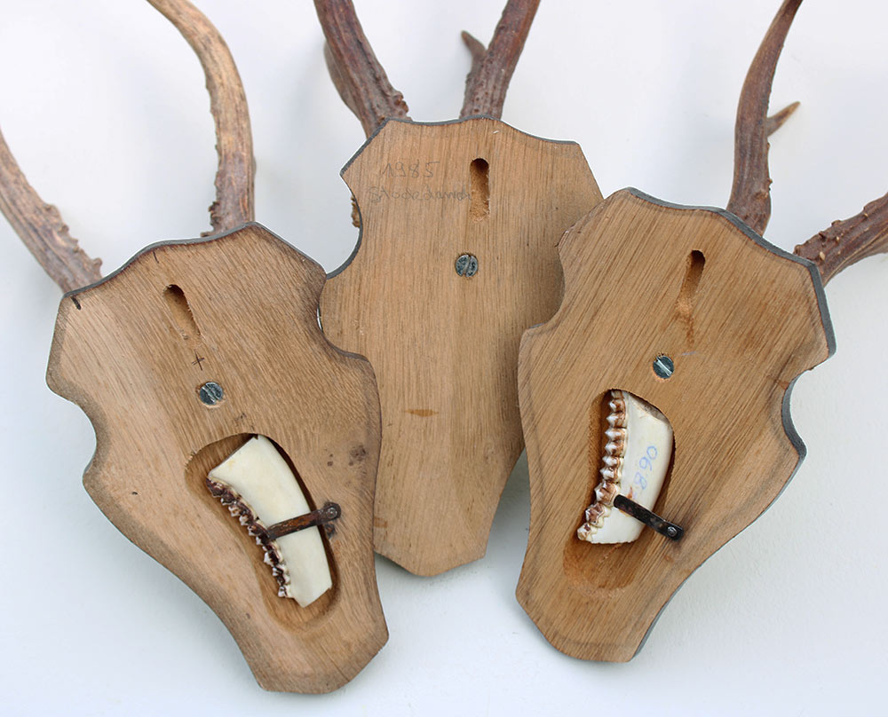 3 x zesender REE GEWEI op houten schild  - met kaakdeeltjes