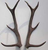 Paar EDELHERT GEWEI  STANGEN - 8-ender - 68 cm