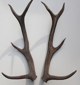 Paar EDELHERT GEWEI  STANGEN - 8-ender - 68 cm - ref. O