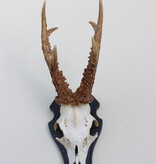 Mooi gepareld zesender REE GEWEI  - stanglengte 21-22 cm