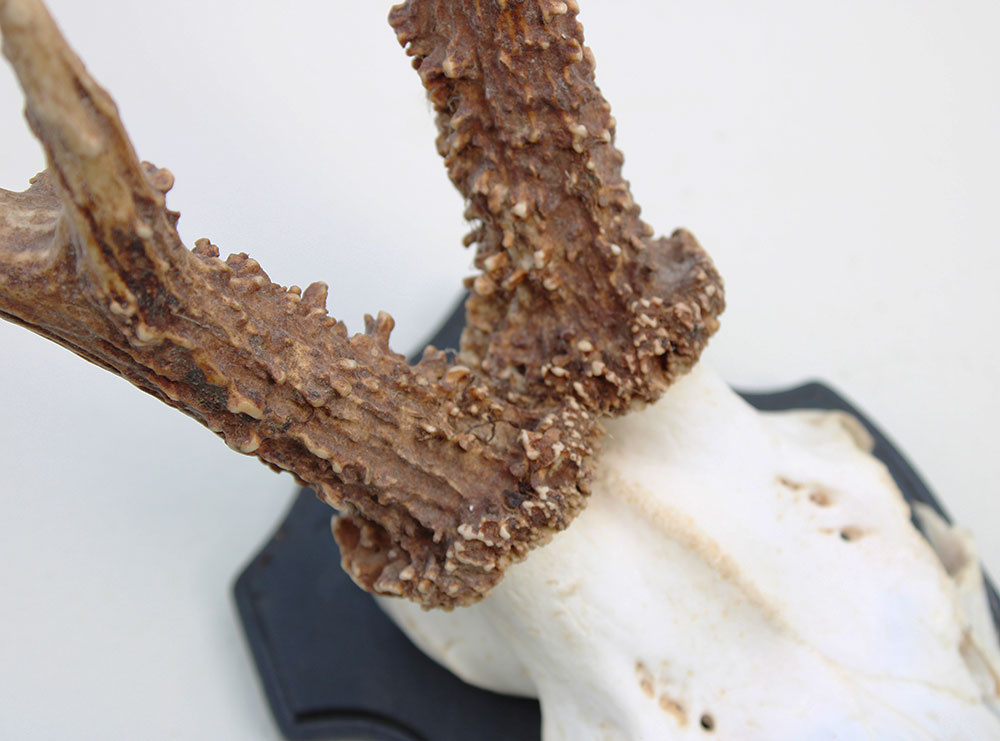Mooi gepareld zesender REE GEWEI  - stanglengte 21-22 cm