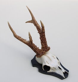 Mooi gepareld zesender REE GEWEI  - stanglengte 21-22 cm