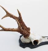 Mooi gepareld zesender REE GEWEI  - stanglengte 21-22 cm