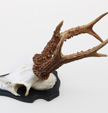 Mooi gepareld zesender REE GEWEI  - stanglengte 21-22 cm