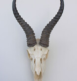 Schedel SPRINGBOK compleet met kiezen