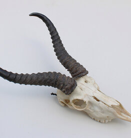 Schedel SPRINGBOK compleet met kiezen - ref. K