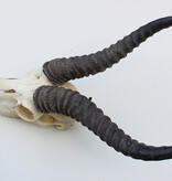 Schedel SPRINGBOK compleet met kiezen