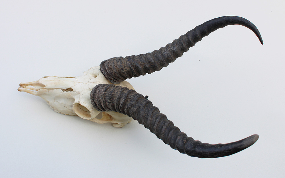 Schedel SPRINGBOK compleet met kiezen
