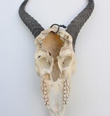 Schedel SPRINGBOK compleet met kiezen