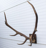 Antiek EDELHERT GEWEI, 8-ender - rond 1890