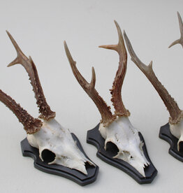 3 x groot zesender REE GEWEI op houten schild -  set K