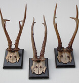 3 x groot antiek REE GEWEI  op zwart houten schild  - 1882