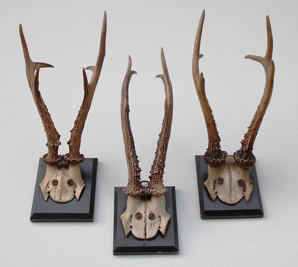 3 x groot antiek REE GEWEI  op zwart houten schild  - 1882