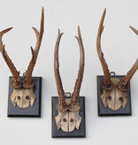 3 x groot antiek REE GEWEI  op zwart houten schild  - 1882