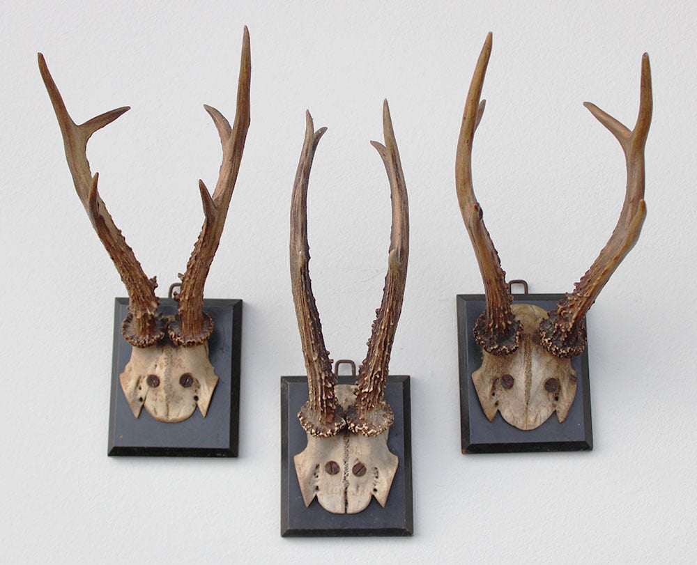 3 x groot antiek REE GEWEI  op zwart houten schild  - 1882