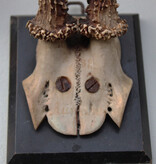 3 x groot antiek REE GEWEI  op zwart houten schild  - 1882