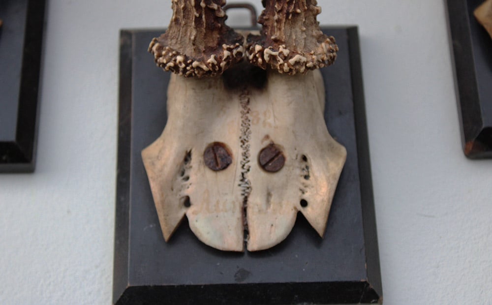 3 x groot antiek REE GEWEI  op zwart houten schild  - 1882