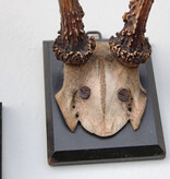 3 x groot antiek REE GEWEI  op zwart houten schild  - 1882