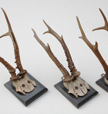 3 x groot antiek REE GEWEI  op zwart houten schild  - 1882