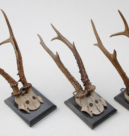 3 x groot antiek REE GEWEI  op zwart houten schild  - 1882