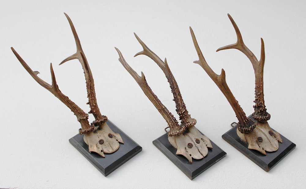 3 x groot antiek REE GEWEI  op zwart houten schild  - 1882