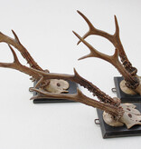3 x groot antiek REE GEWEI  op zwart houten schild  - 1882