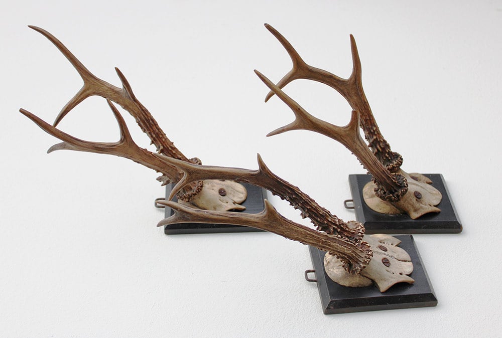 3 x groot antiek REE GEWEI  op zwart houten schild  - 1882