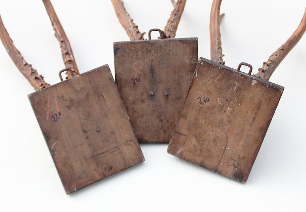 3 x groot antiek REE GEWEI  op zwart houten schild  - 1882
