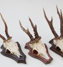 3 x REE GEWEI op  houten schild -  set O