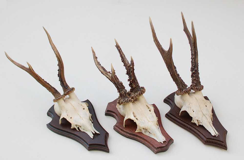 3 x  REE GEWEI op houten schild  - met kaakdeeltjes