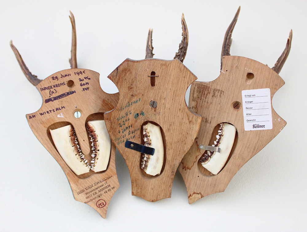 3 x  REE GEWEI op houten schild  - met kaakdeeltjes
