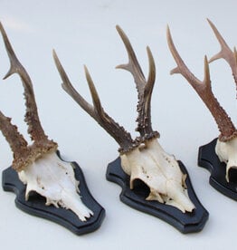 3 x groot zesender REE GEWEI op houten schild -  set C