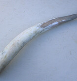 WATUSI HOORN - 86 cm
