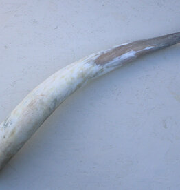 WATUSI HOORN - 86 cm - ref. A
