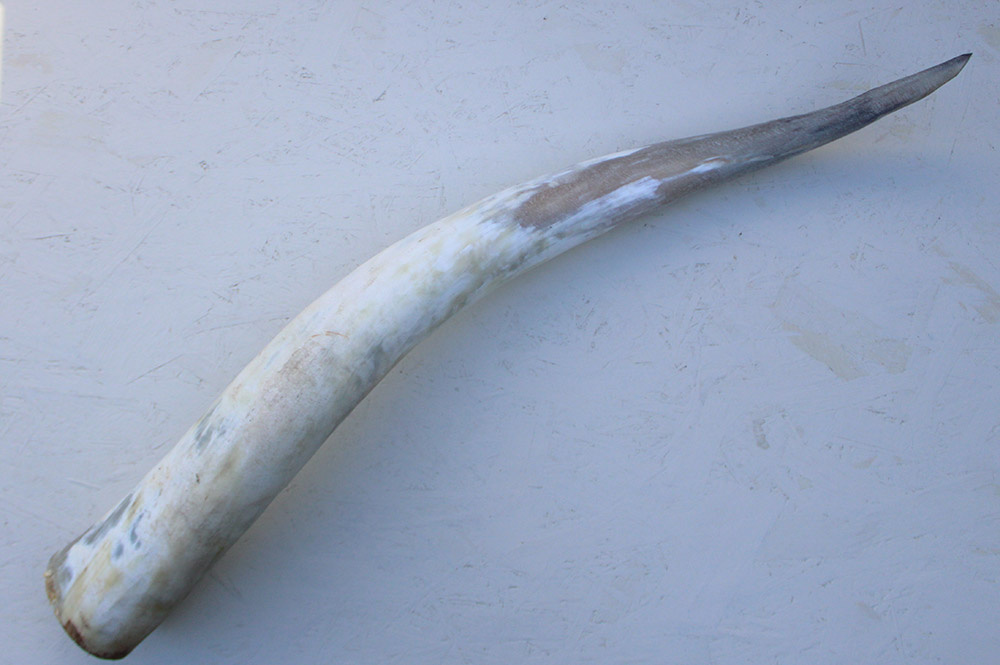 WATUSI HOORN - 86 cm
