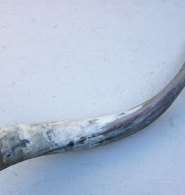WATUSI HOORN -74 cm - ref. B