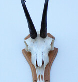 GEMS hoorns / gewei op licht houten schild