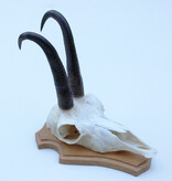 GEMS hoorns / gewei op licht houten schild