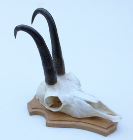 GEMS hoorns / gewei op licht houten schild
