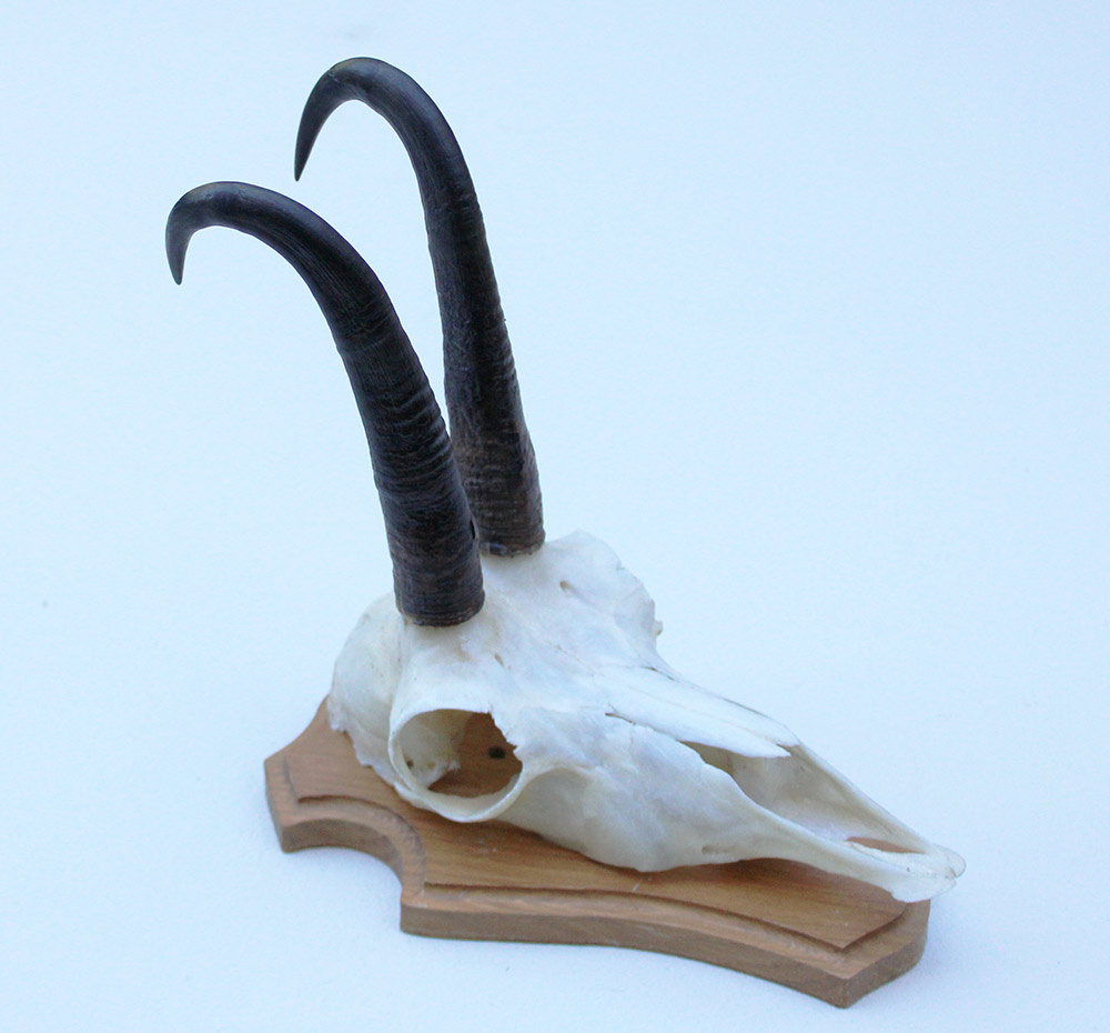 GEMS hoorns / gewei op licht houten schild