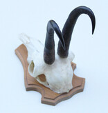GEMS hoorns / gewei op licht houten schild
