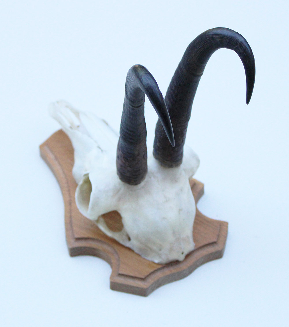 GEMS hoorns / gewei op licht houten schild