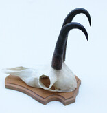 GEMS hoorns / gewei op licht houten schild